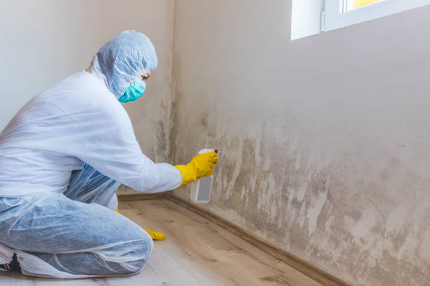 Licensed Mold Cleanup service in Callaway, MD - WQB Mold Removal