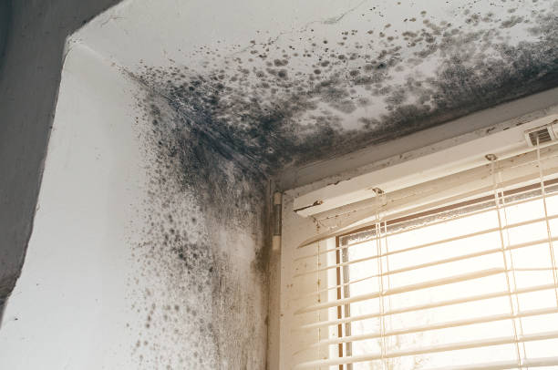 Affordable Mold Cleanup solutions in Callaway, MD